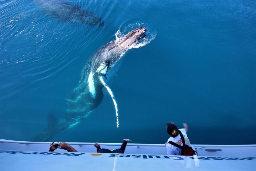 Hervey Bay: Half-Day Whale Watching Experience - Experience Details