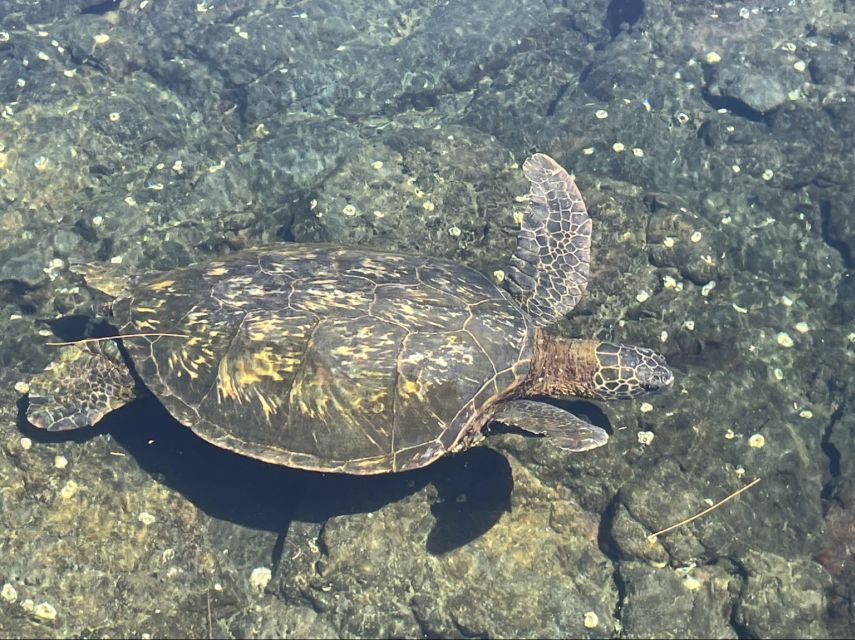 Hilo: Sea Turtle Lagoon and Black Sand Beach Snorkel