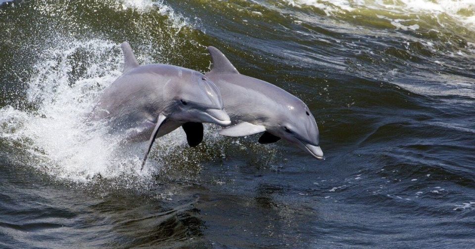 Hilton Head: Guided Kayak Tour