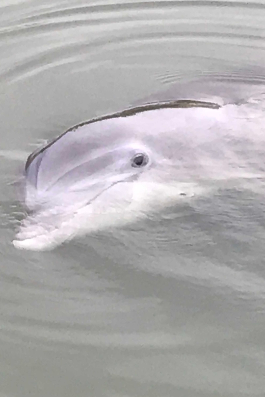 Hilton Head Island: 90-Minute Dolphin & Nature Tour