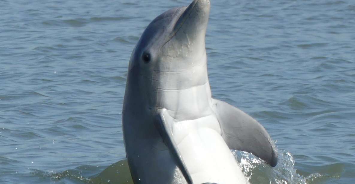 Hilton Head Island: Dolphin and Nature Tour