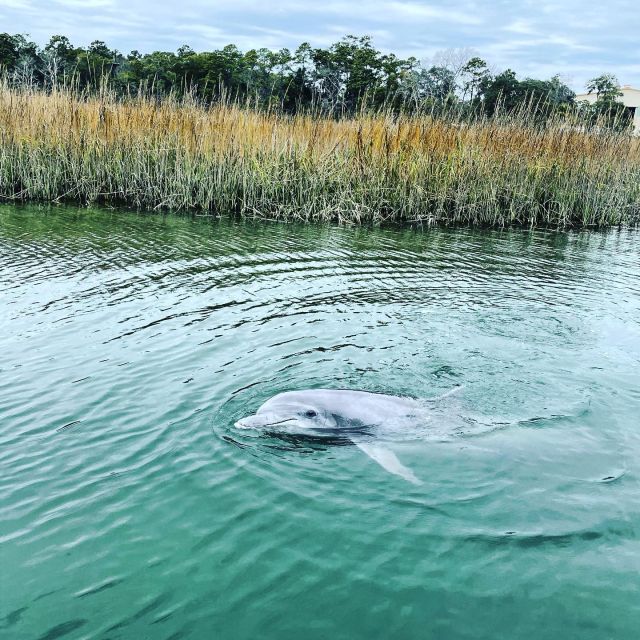 Hilton Head Island: Dolphin Cruise & Nature Tour - Overview of the Dolphin Cruise