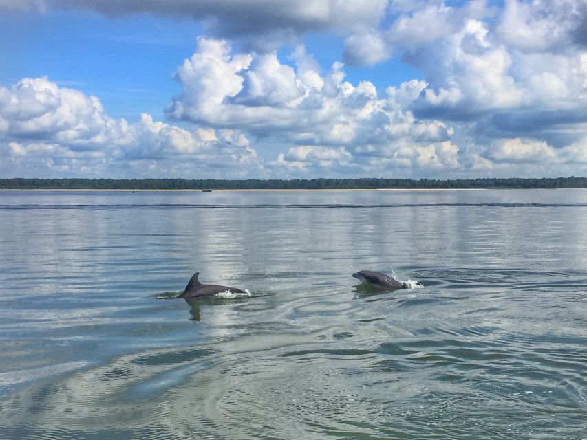 Hilton Head Island: Dolphin Watching Cruise With Donuts - Experiencing the Dolphin Cruise