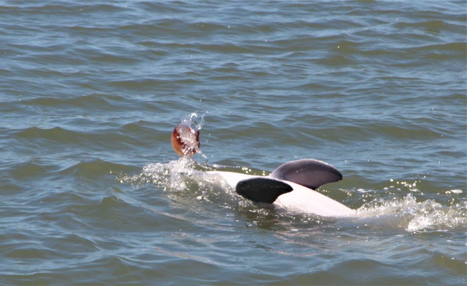 Hilton Head Island: Private Dolphin Watching Boat Tour