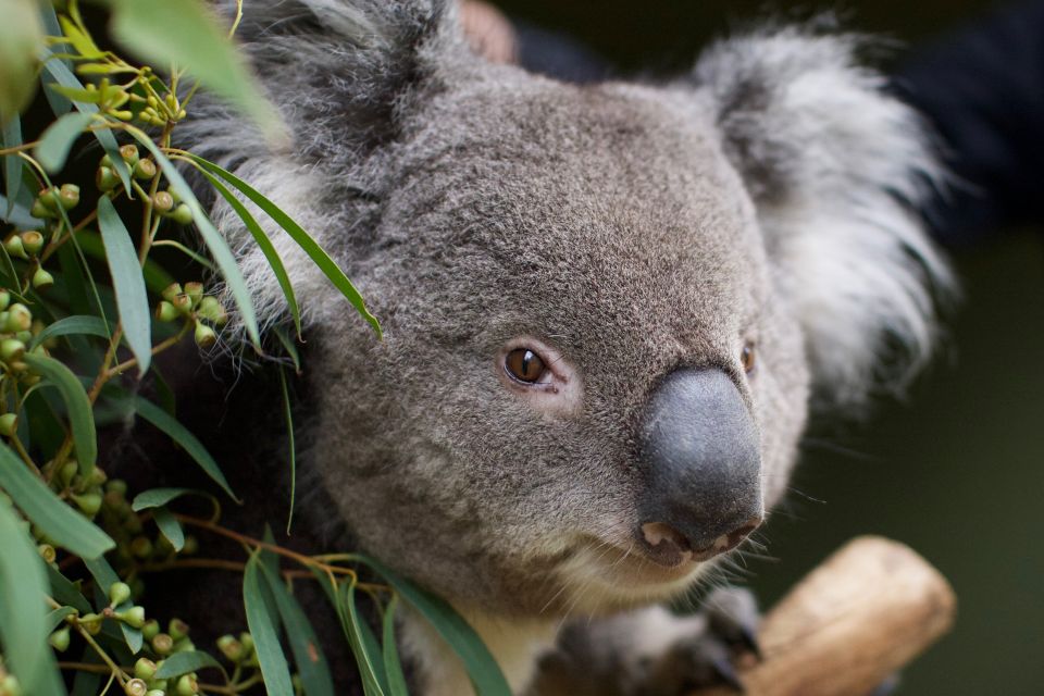 Hobart: Admission Ticket to Bonorong Wildlife Sanctuary