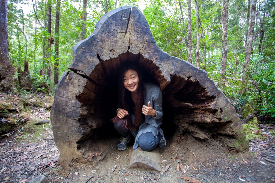 Hobart: Full-Day Tahune Airwalk & Hastings Caves Tour