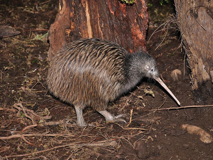 Hokitika: The National Kiwi Centre Tickets