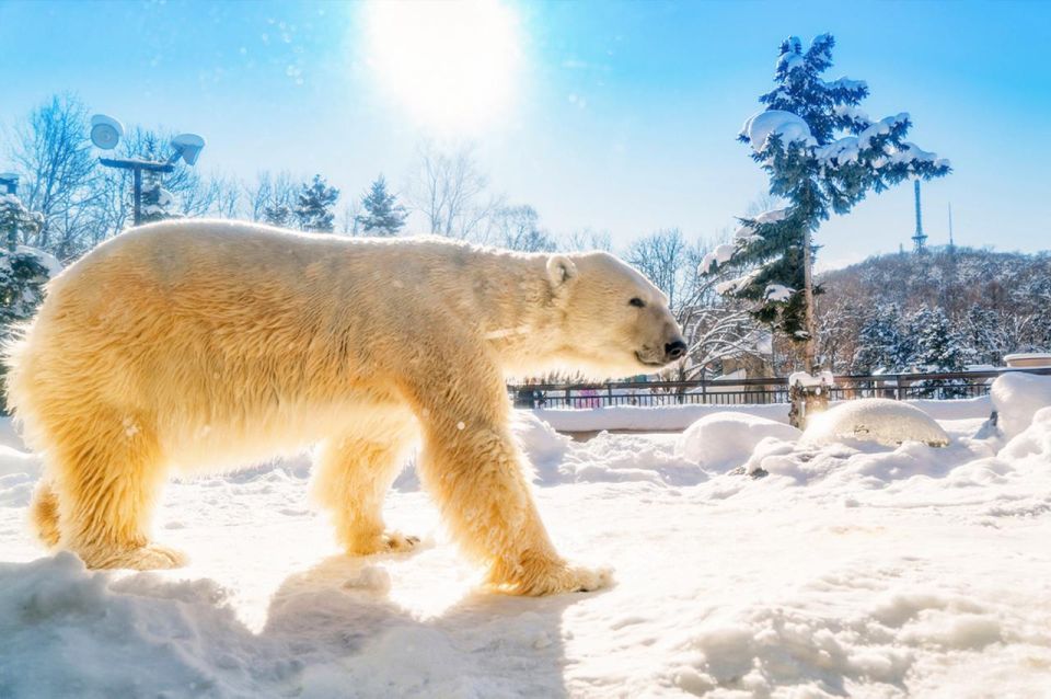 Hokkaido:Asahiyama Zoo, Shirahige Falls & Biei Pond Day Tour - Highlights of the Tour