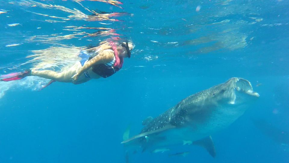 Holbox Island: Whale Shark Tour