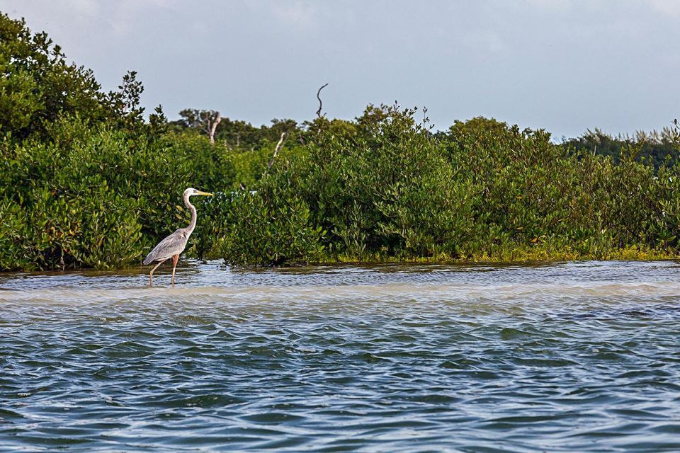 Holbox: Sunrise Kayak Tour Through the Mangroves