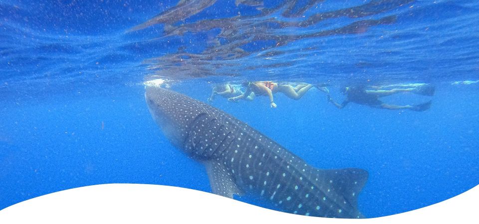 Holbox: Swimming With Wild Whale Sharks Boat Trip