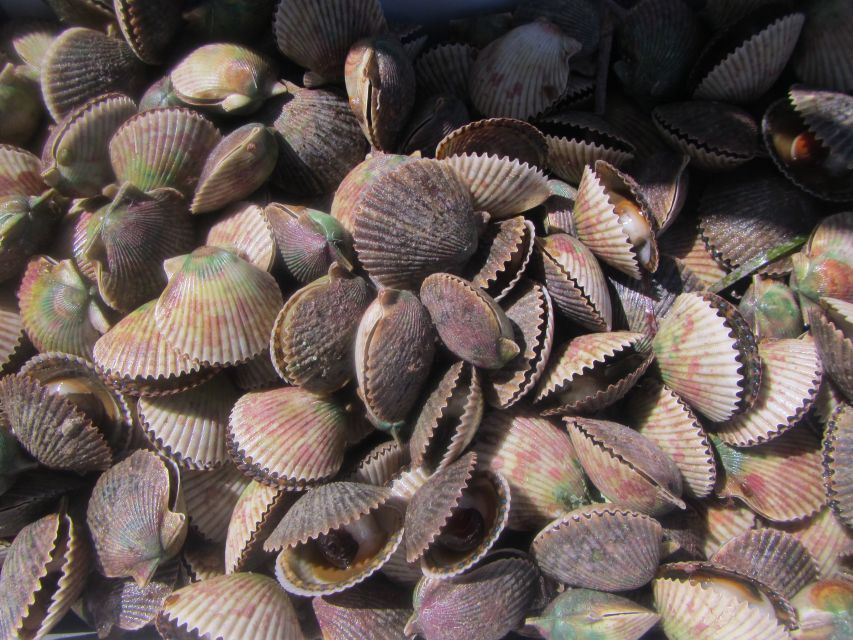 Homosassa: Snorkel & Scallop Hunt in Gulf of Mexico