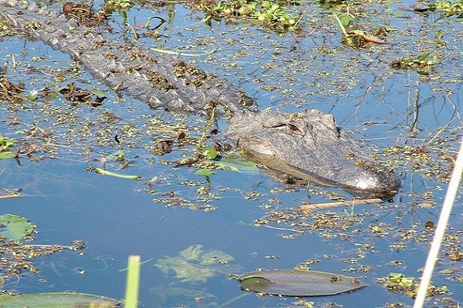 Honey Island Swamp Boat Tour