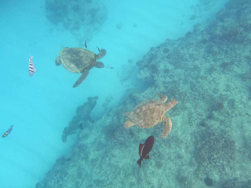 Honolulu: Snorkel With Turtles, Water Scooter, Paddleboard