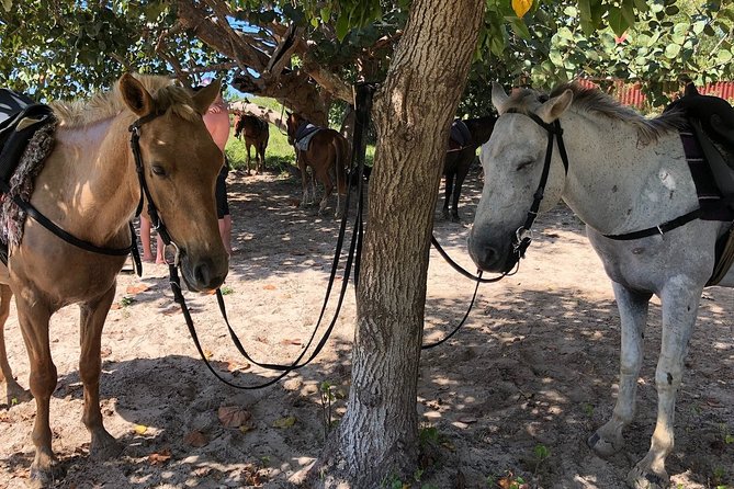 Horseback “Special”- Negril’S Beach Ride N’ Swim With Free Photos/Videos