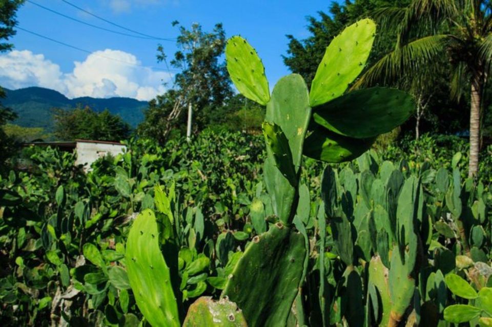 Huatulco: Authentic Rural Mexican Experience Adventure