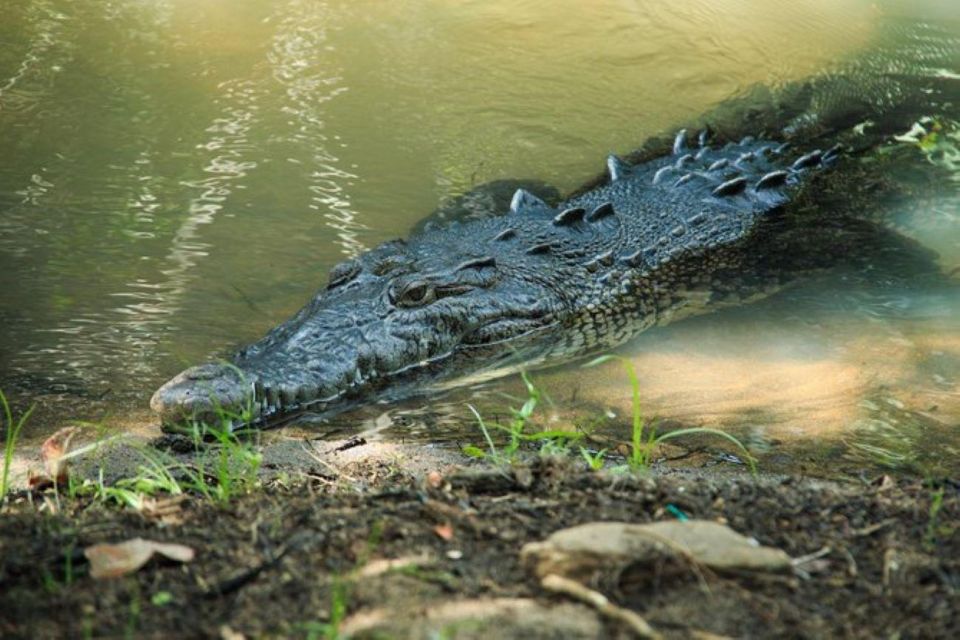 Huatulco: Turtles & Crocs Experience - Overview of the Experience