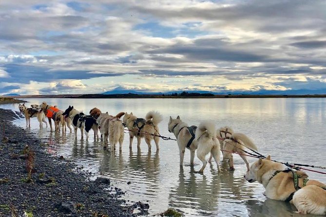 Husky Sledding Small-Group Tour From Capital Region