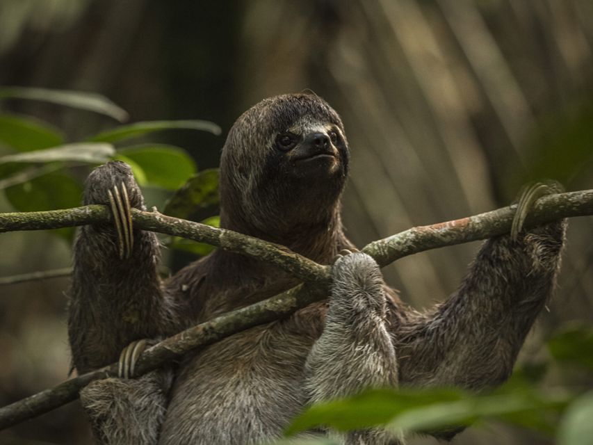 Iquitos: 2 Days and 1 Night Guided Amazon Jungle Tour