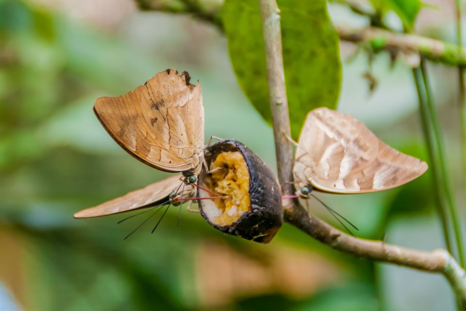 Iquitos: Amazon River Full Day Guided Tour