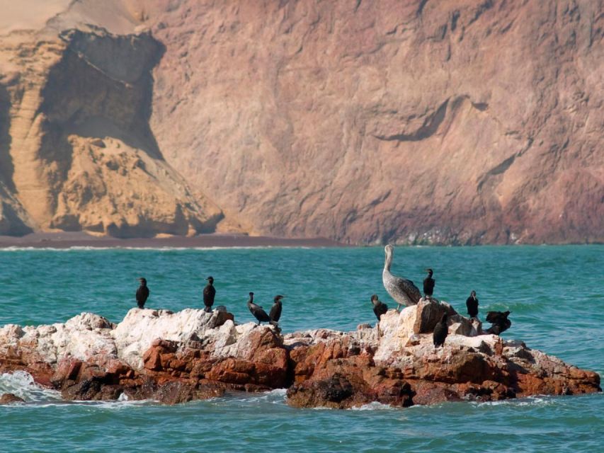 Islas Ballestas Full Day - Tour Highlights