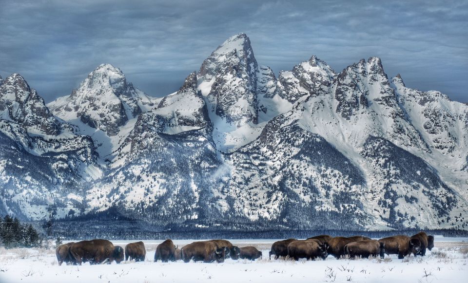 Jackson: Grand Teton and National Elk Refuge Winter Day Trip - Tour Details