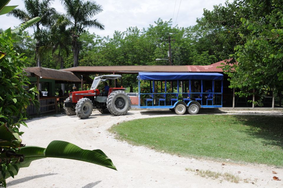 Jamaica: YS Falls and Black River Safari Day Tour