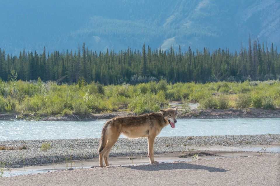 Jasper National Park: Evening or Morning Wildlife Watch Tour - Tour Duration and Schedule