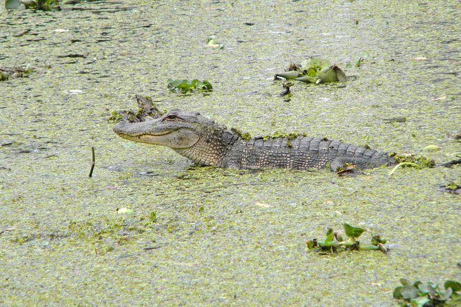 Jean Lafitte 90-Minute Swamp and Bayou Boat Tour - Tour Overview