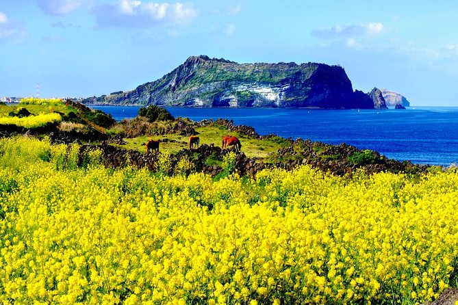 Jeju Premium Small Group UNESCO Day Tour – East Course