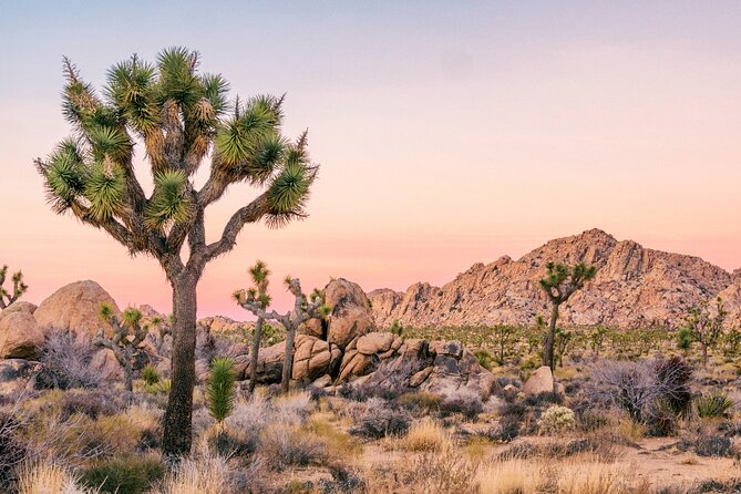 Joshua Tree National Park Self-Driving Audio Tour