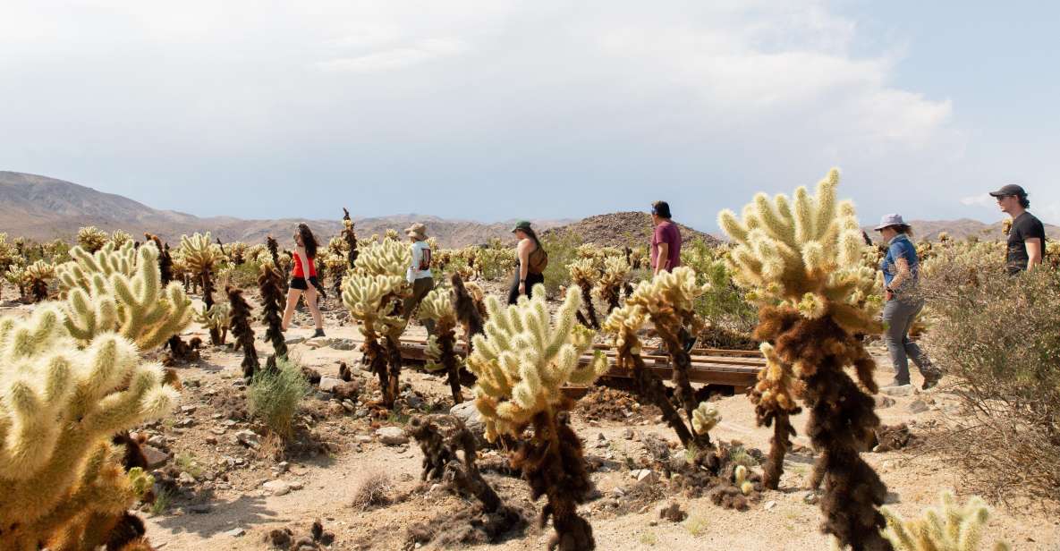 Joshua Tree National Park: Tour and Hike