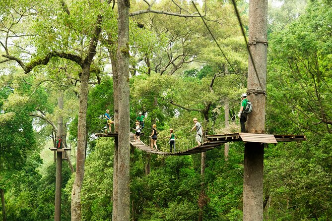 Jungle Flight Zipline Roller Coaster