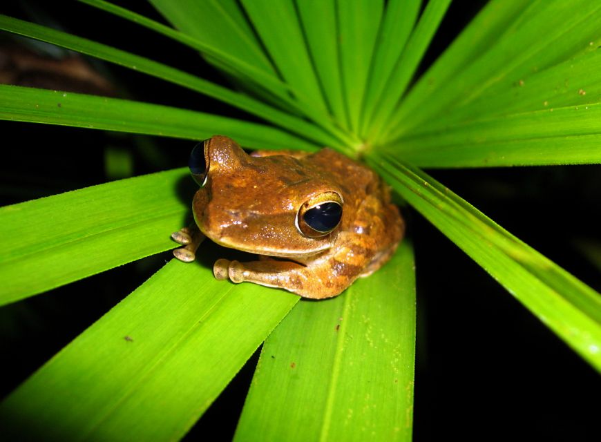 Jungle Night Tour : Finding Snakes and Night Species - Tour Overview