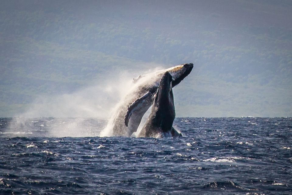 Kaanapali: Whale Watching Cruise With Open Bar - Activity Details