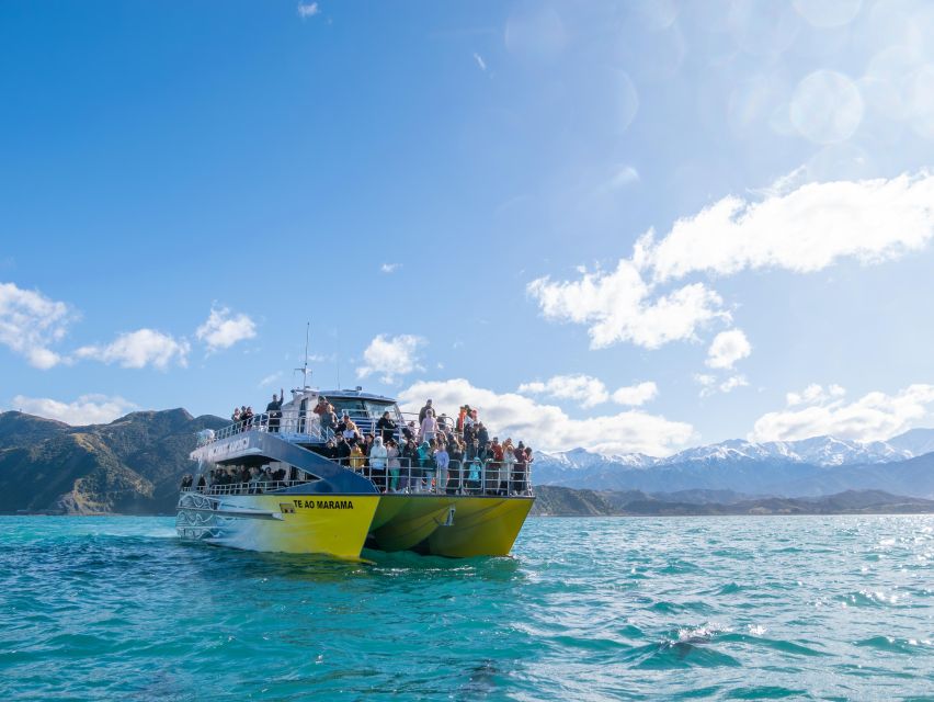 16 Best Whale Watching Tours In Kaikoura | Travel Buddies