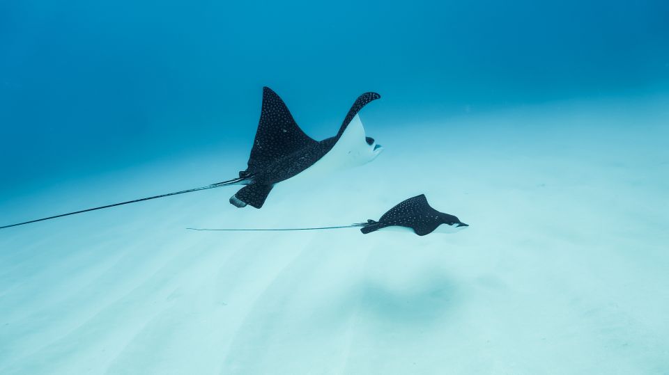 Kailua-Kona: Dolphin Watch Speedboat Snorkel Cruise and BBQ