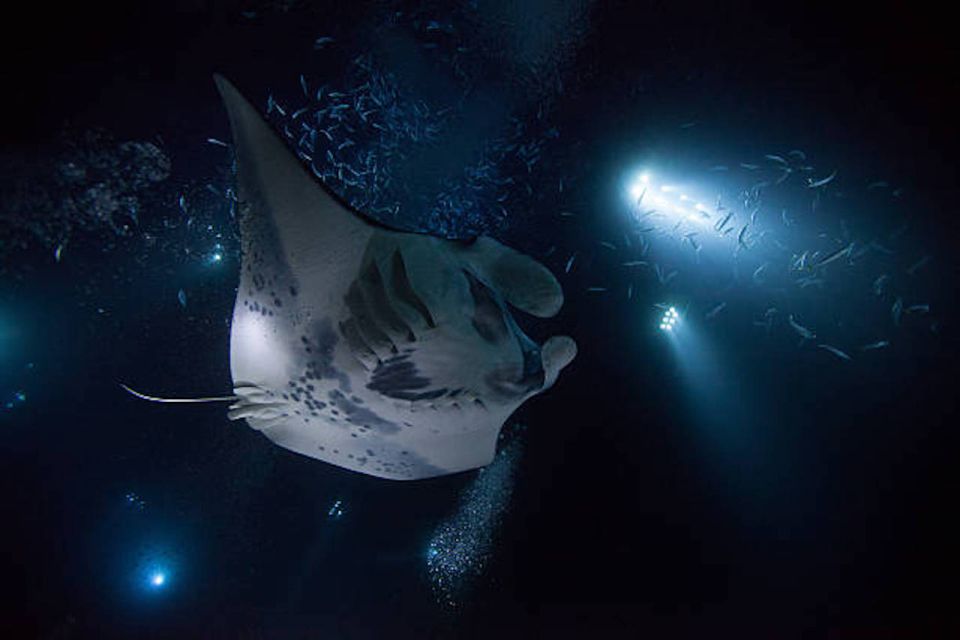 Kailua-Kona: Manta Ray Watching Nighttime Boat Trip - Activity Overview