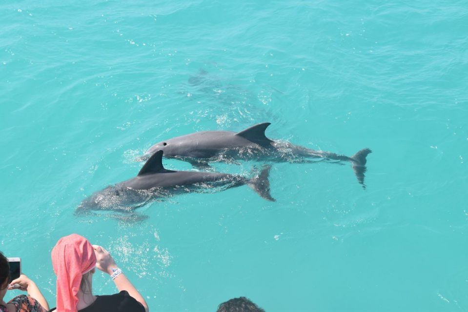 Key West: Dolphin Watching and Snorkeling Sunset Cruise