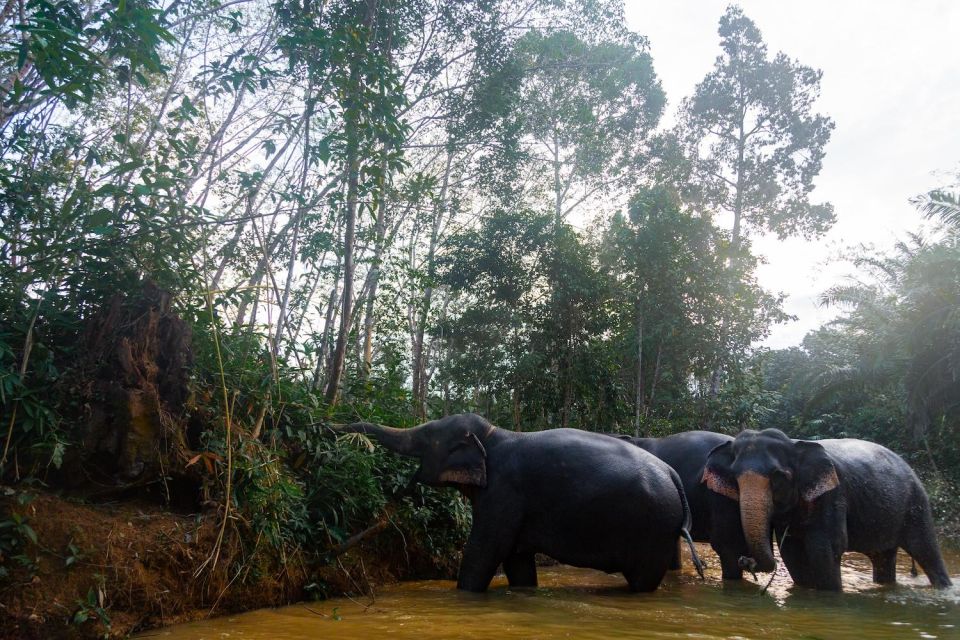 Khao Lak: 2-Hour Elephant Sanctuary Eco-Walk With Guided