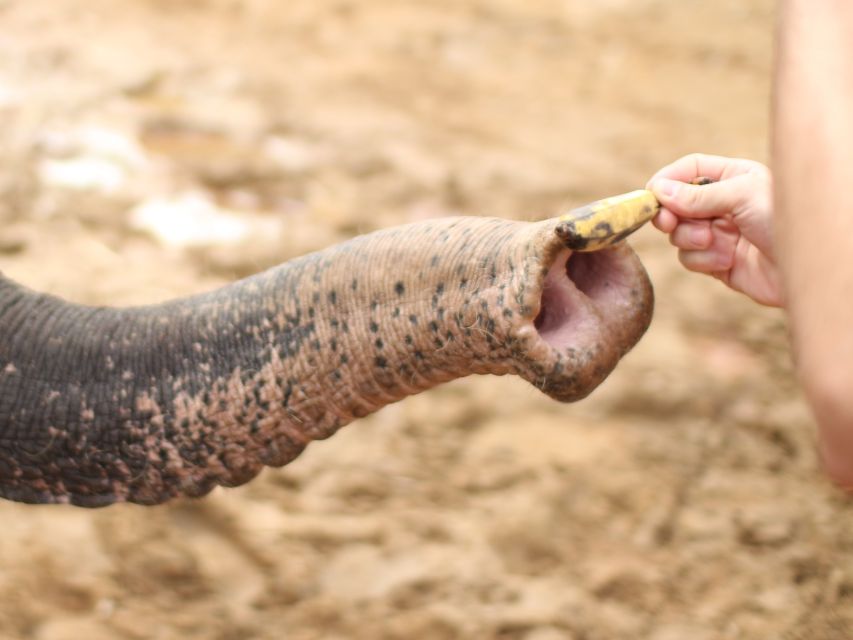 Khao Lak: Elephant Bathing and Feeding Tour