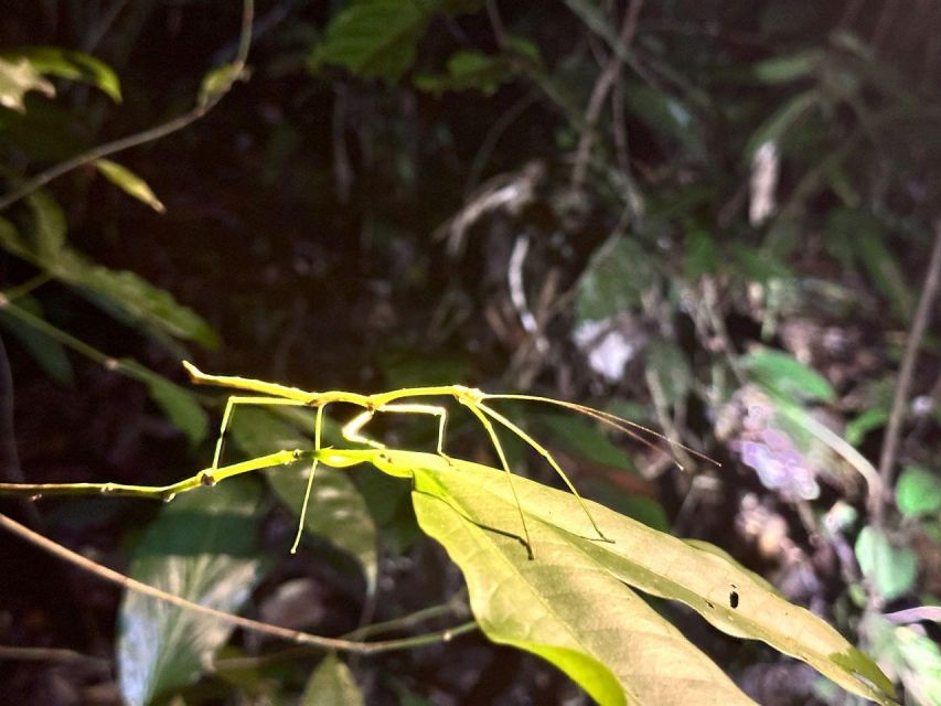 Khao Sok Jungle Sunset Wildlife Encounter & Bamboo Rafting