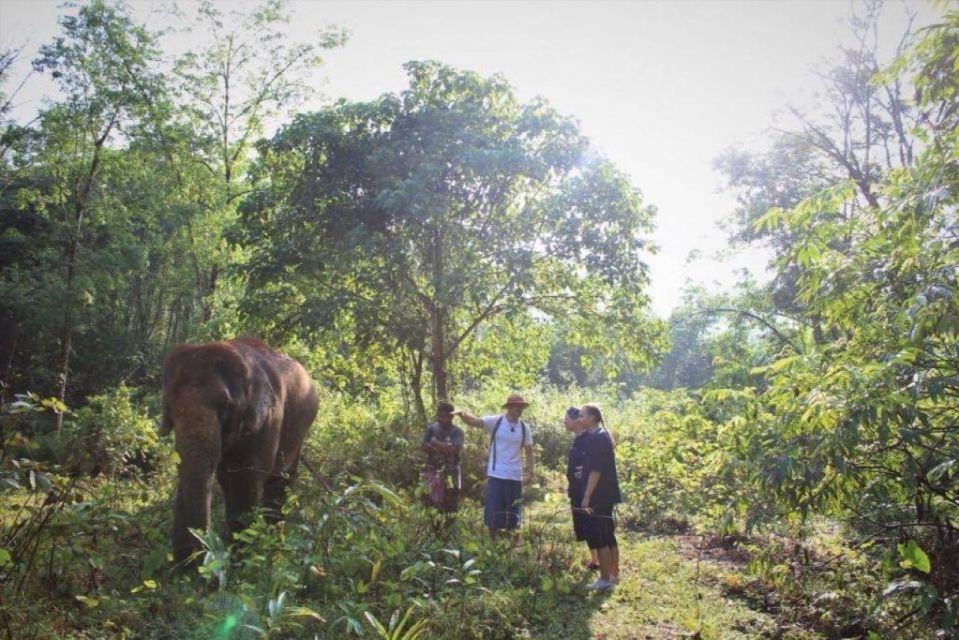 Khao Sok: Unique Dusk Ethical Elephant Sanctuary Experience