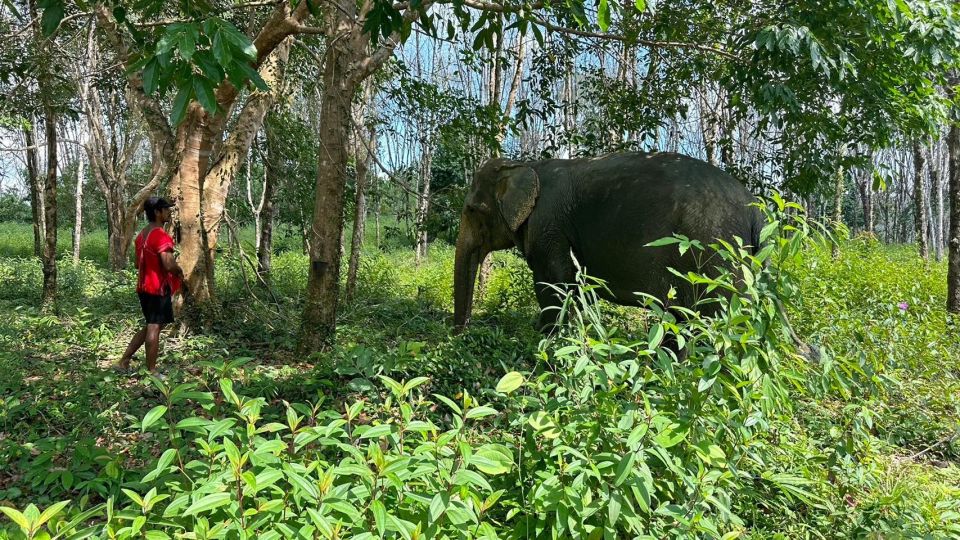 Khaolak Hightlight Jungle Trekking With Eco Guide Day Tour