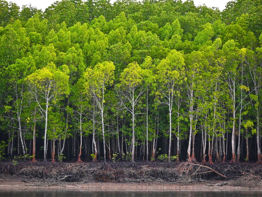 Ko Lanta: Mangrove Tour by Long Tail Boat