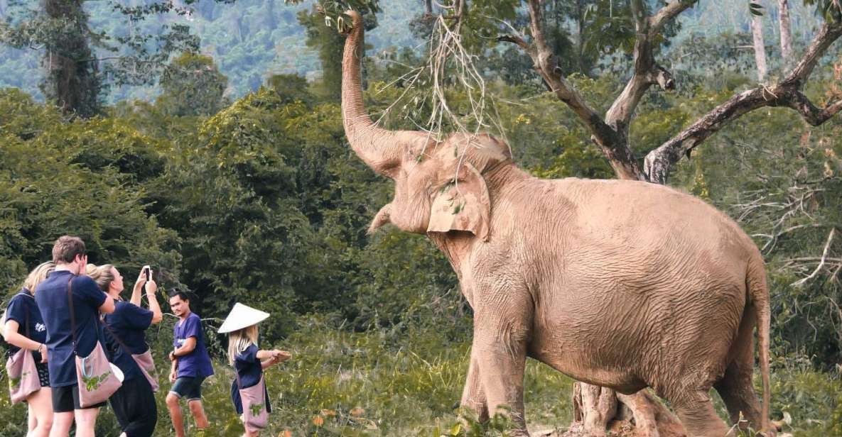 Koh Samui: Ethical Elephant Home Guided Tour With Transfers