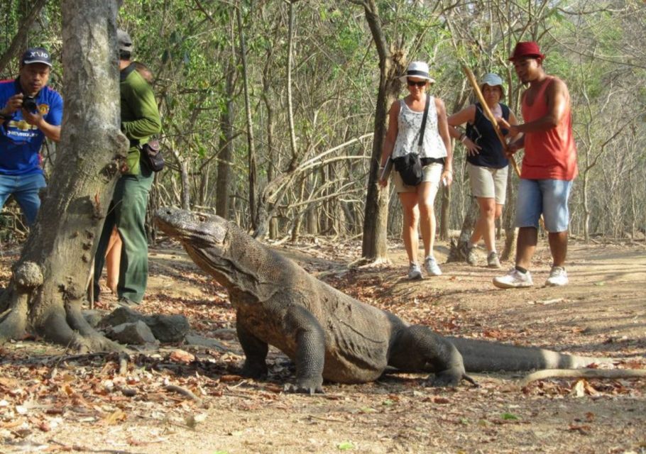 Komodo Islands: 2D1N Speedboat Tour, Land Tour & Hotel Stay