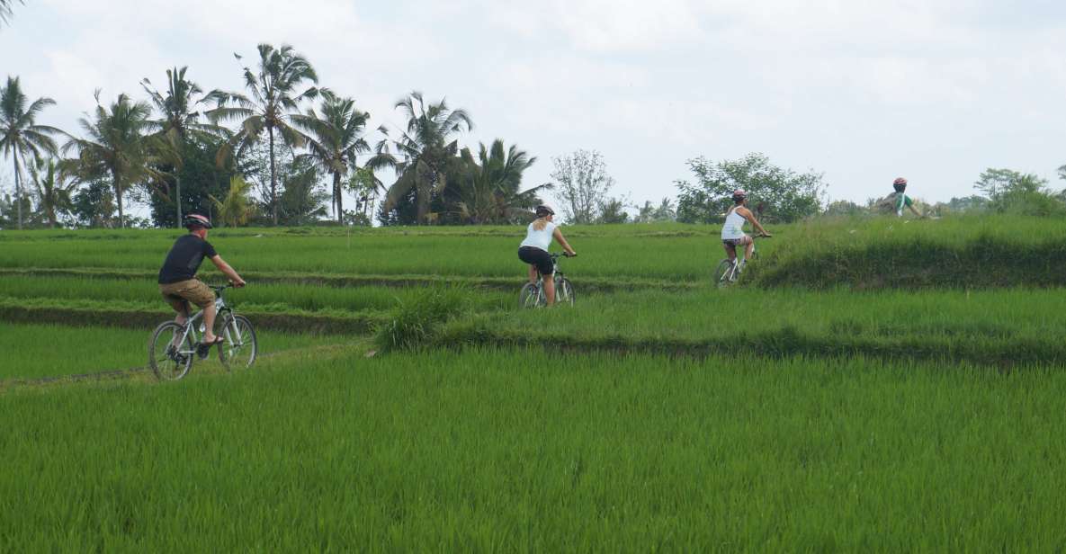 Kuta: Kintamani Culture and Nature Guided Cycling Tour