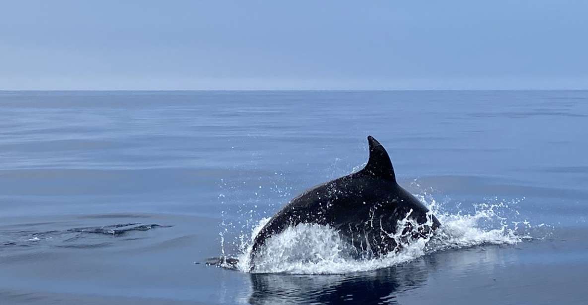 Lagos: Dolphin Watching Tour