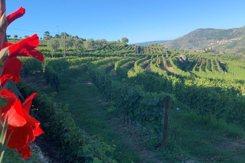 Lamego: Quinta Da Portela De Baixo Winery Tour and Tasting